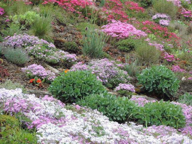 Jak myślicie, gdzie taka łąka może kwitnąć?