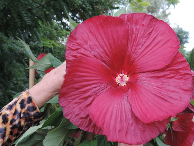 Hibiskusy (zeszłoroczne) jak olbrzymie półmiski.