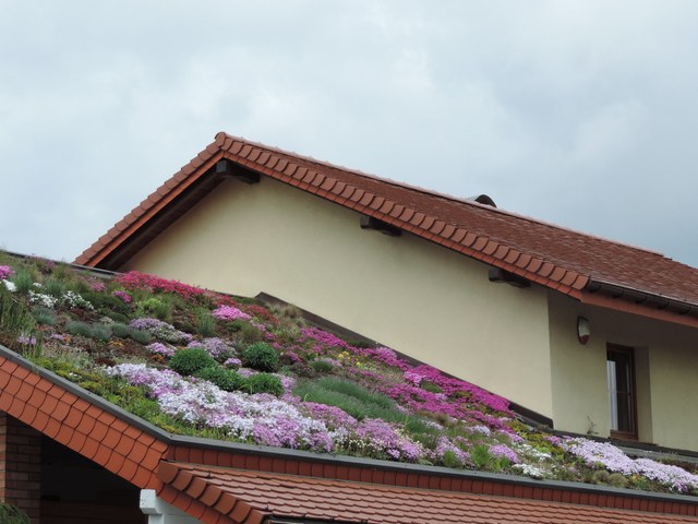 A to, ta kwiecista łąka :)